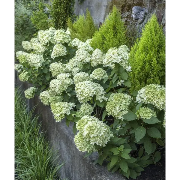 Skaraina-hortenzija-Little-Lime-hydrangea-paniculata Little Lime 'JANE'| Skarainā hortenzija Hydrangea paniculata