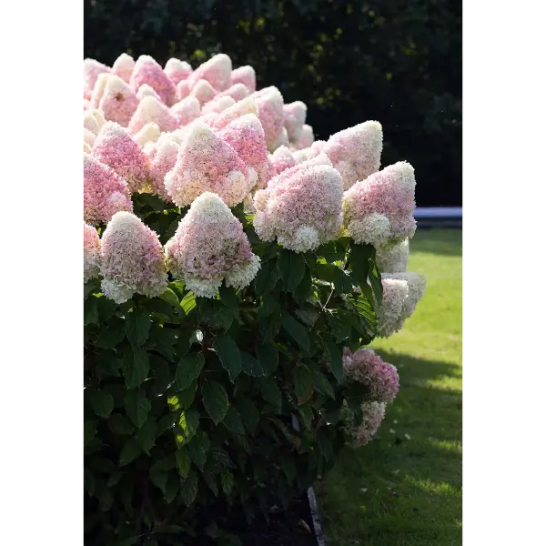 Skaraina-hortenzija-candy-love-hydrangea-paniculata Living Candy Love | Skarainā hortenzija Hydrangea paniculata