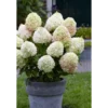 Skaraina-hortenzija-hydrangea-paniculata-candy-love Living Candy Love | Skarainā hortenzija Hydrangea paniculata