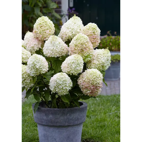 Skaraina-hortenzija-hydrangea-paniculata-candy-love Living Candy Love | Skarainā hortenzija Hydrangea paniculata