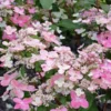 Skaraina-hortenzija-hydrangea-paniculata-prim-red Prim Red 'COUHAPRIM' | Skarainā hortenzija Hydrangea paniculata