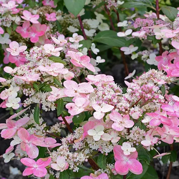 Skaraina-hortenzija-hydrangea-paniculata-prim-red Prim Red 'COUHAPRIM' | Skarainā hortenzija Hydrangea paniculata