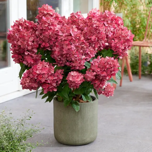 Petite Flori | Skarainā hortenzija Hydrangea paniculata