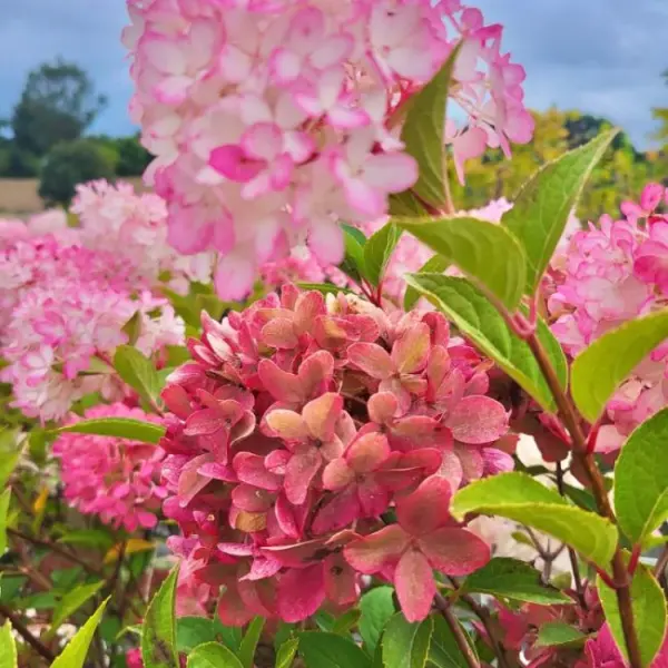 Petite Flori | Skarainā hortenzija Hydrangea paniculata