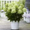 WhiteLight | Skarainā hortenzija Hydrangea paniculata