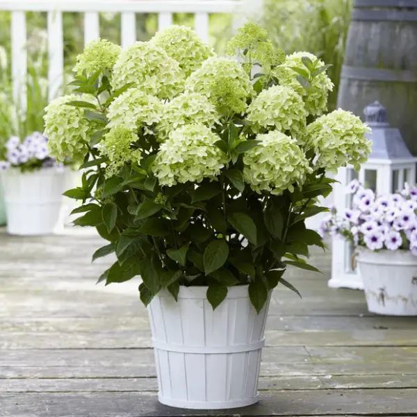 WhiteLight | Skarainā hortenzija Hydrangea paniculata