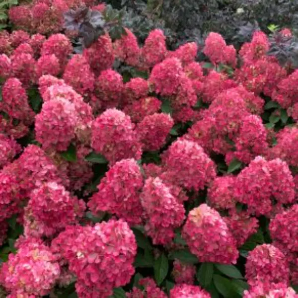 Petite Flori | Skarainā hortenzija Hydrangea paniculata