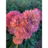 Petite Flori | Skarainā hortenzija Hydrangea paniculata