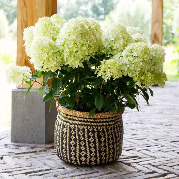 WhiteLight | Skarainā hortenzija Hydrangea paniculata
