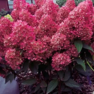 Petite Flori | Skarainā hortenzija Hydrangea paniculata