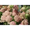 WhiteLight | Skarainā hortenzija Hydrangea paniculata