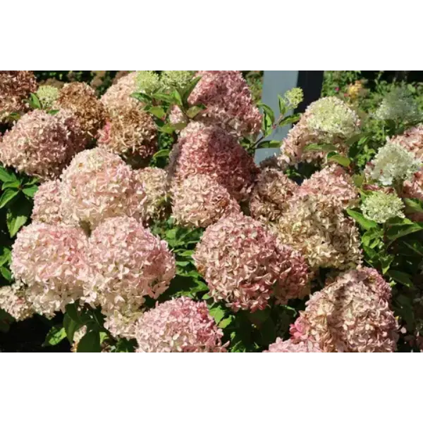 WhiteLight | Skarainā hortenzija Hydrangea paniculata