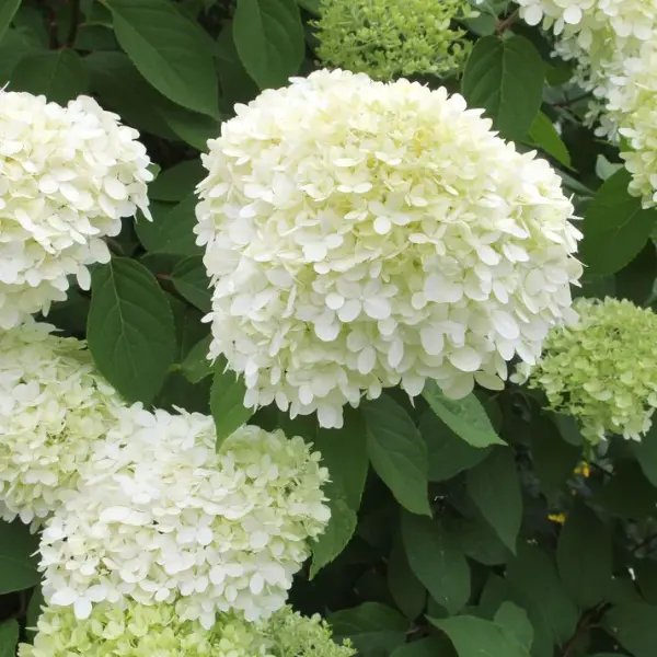 WhiteLight | Skarainā hortenzija Hydrangea paniculata
