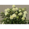 WhiteLight | Skarainā hortenzija Hydrangea paniculata