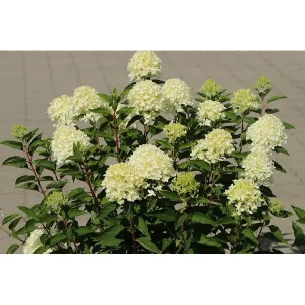 WhiteLight | Skarainā hortenzija Hydrangea paniculata