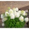 Minty Spirit | Skarainā hortenzija Hydrangea paniculata