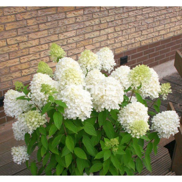 Minty Spirit | Skarainā hortenzija Hydrangea paniculata