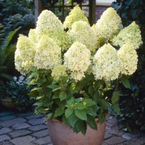 Minty Spirit | Skarainā hortenzija Hydrangea paniculata
