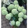 Minty Spirit | Skarainā hortenzija Hydrangea paniculata