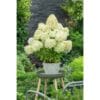 Minty Spirit | Skarainā hortenzija Hydrangea paniculata