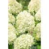 Minty Spirit | Skarainā hortenzija Hydrangea paniculata