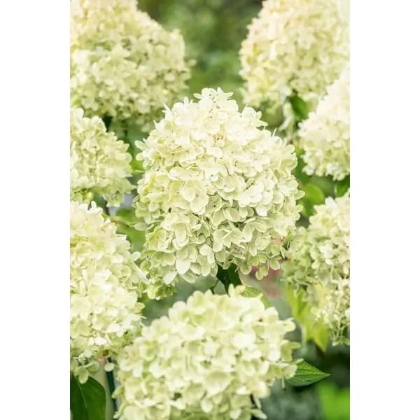 Minty Spirit | Skarainā hortenzija Hydrangea paniculata